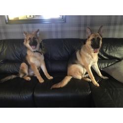 Home boarding for your dog