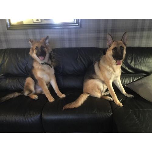 Home boarding for your dog