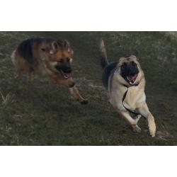Home boarding for your dog