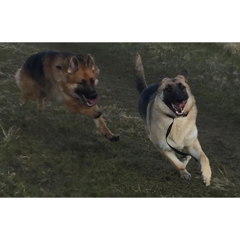 Home boarding for your dog