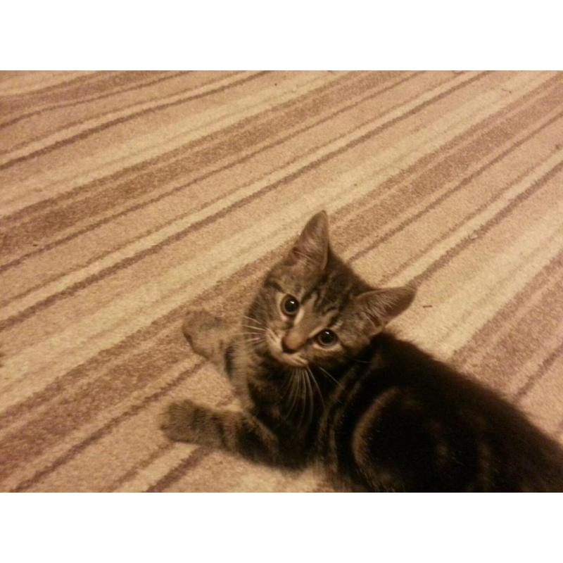 Kitten for sale
