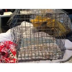 Large Cage for Small Animals - FREE to pick up, available immediately.