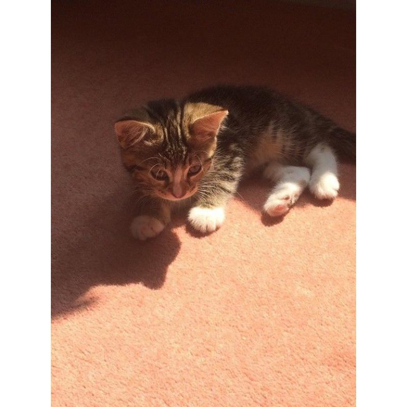 Kitty