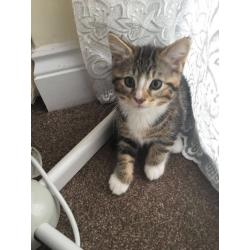 Kitty