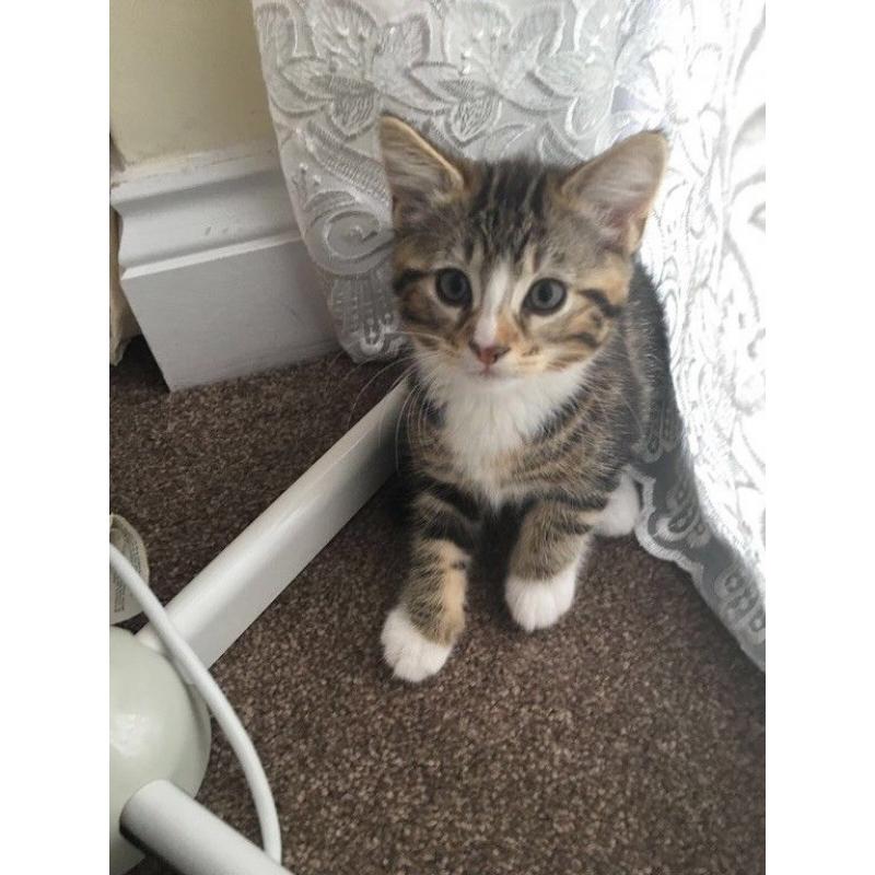 Kitty