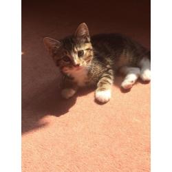 Kitty