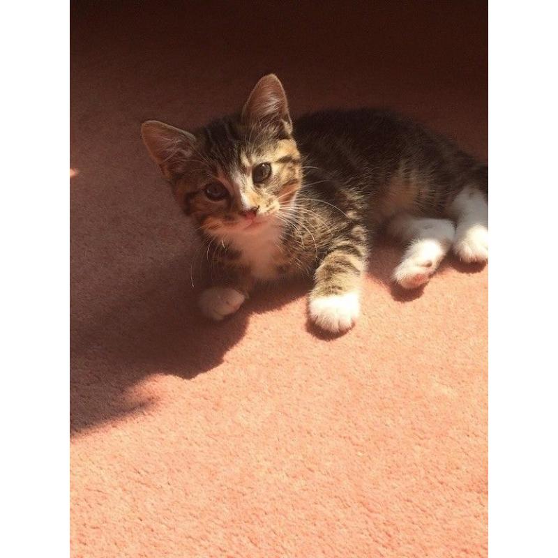 Kitty