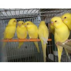 Budgie for sale