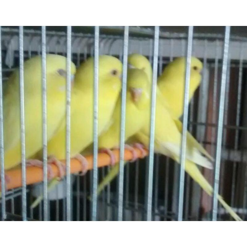 Budgie for sale