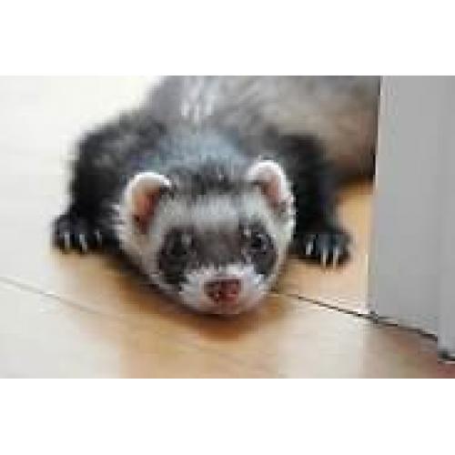 Ferret - escaped from Garstang / Cabus please contact 01995 471041 or 07811 409385 thank you