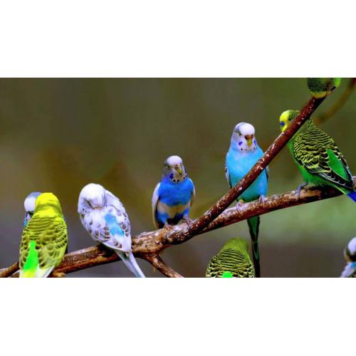 Buckleys Birds Club