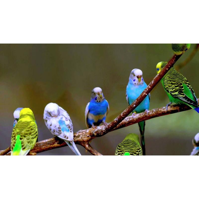 Buckleys Birds Club