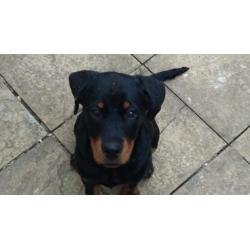 Dog Walker / Dog sitter! very passionate, very loving!