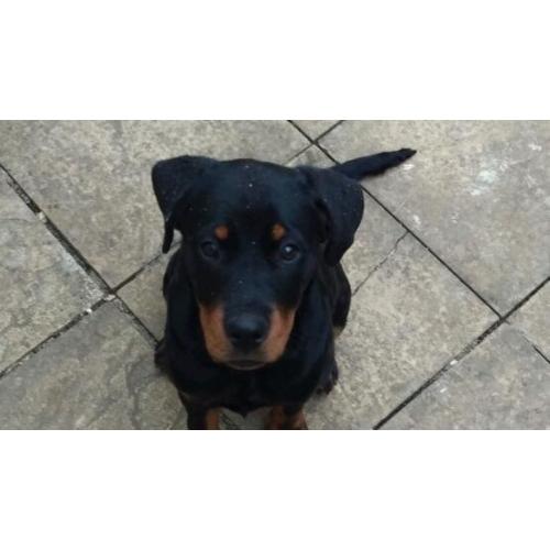 Dog Walker / Dog sitter! very passionate, very loving!