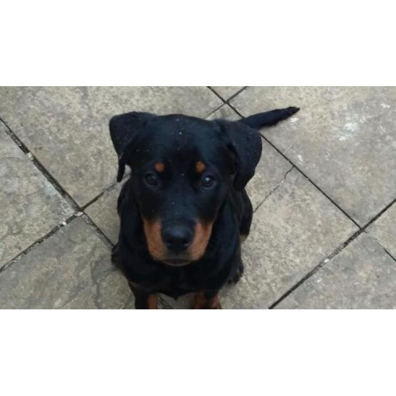 Dog Walker / Dog sitter! very passionate, very loving!