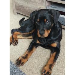 Dog Walker / Dog sitter! very passionate, very loving!