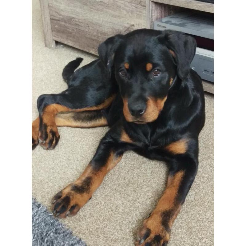 Dog Walker / Dog sitter! very passionate, very loving!
