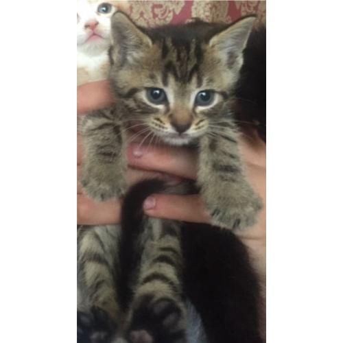 Last tabby kitten litter trained wormed flea treated