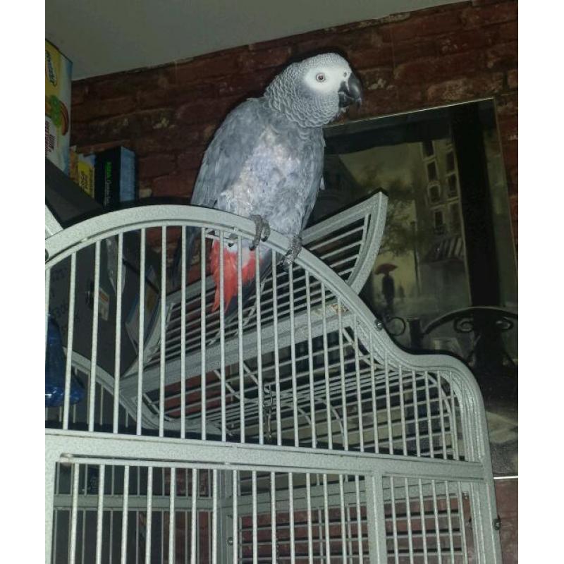 African grey parrot