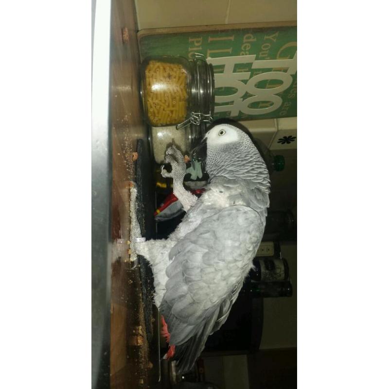African grey parrot