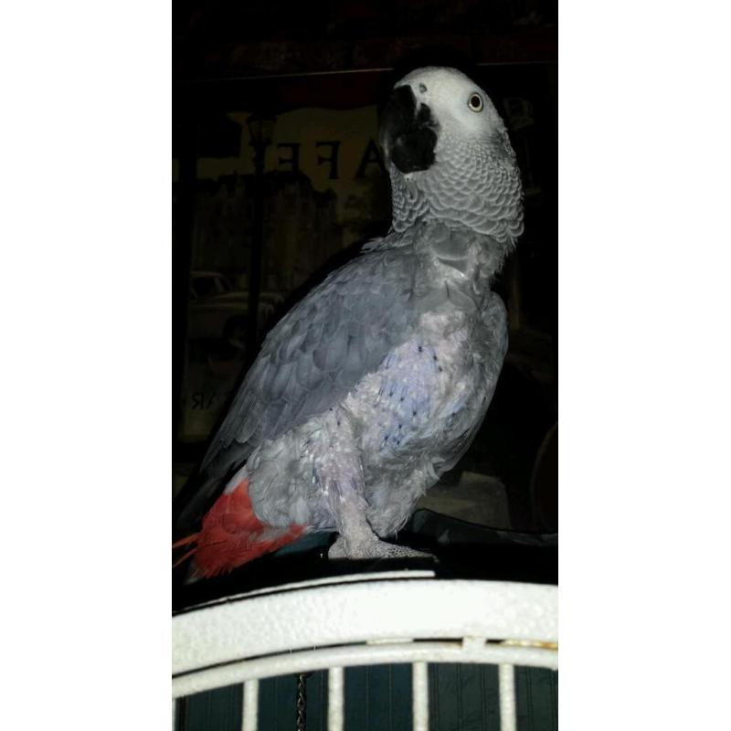 African grey parrot