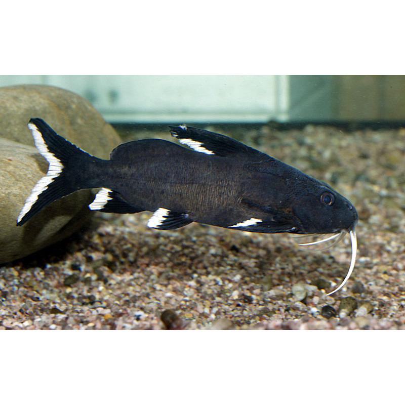 Granulosus catfish F1