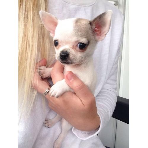 Chihuahua puppy girl