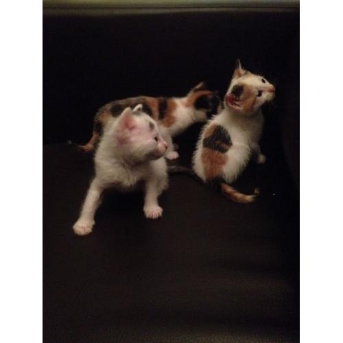 Ginger / white - Black / Grey Kittens