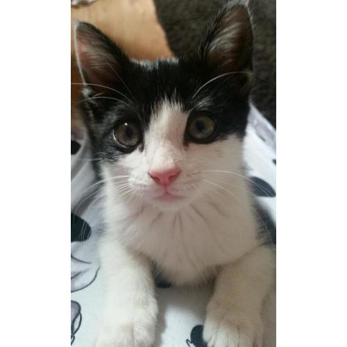 Rescue kittens looking for forever homes