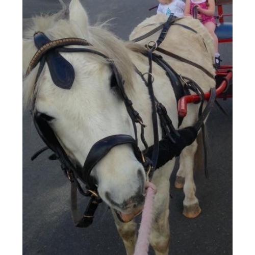 Set of pony harness