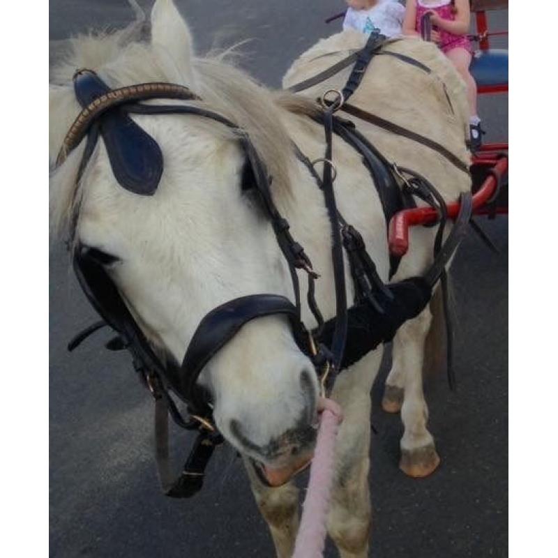 Set of pony harness