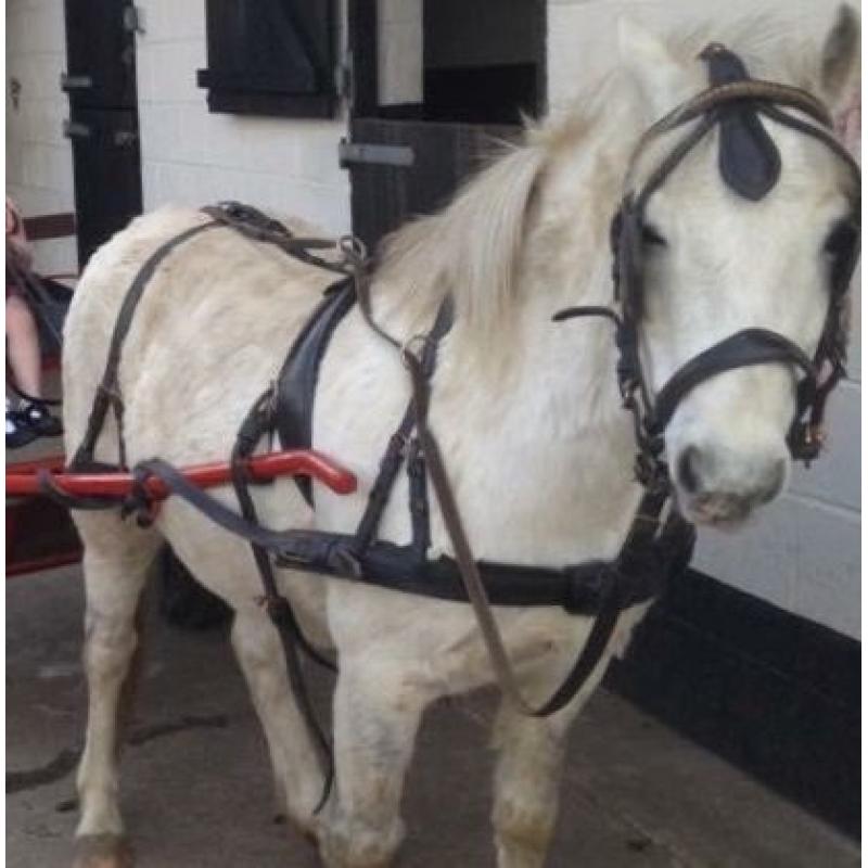 Set of pony harness