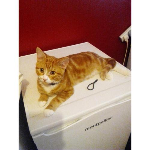 Ginger male cat free to good home