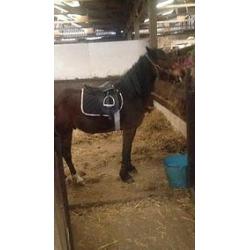 welsh x gelding pony needs loving home