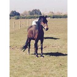 welsh x gelding pony needs loving home