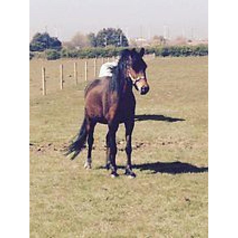 welsh x gelding pony needs loving home