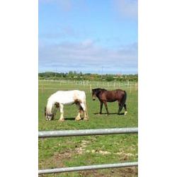 welsh x gelding pony needs loving home