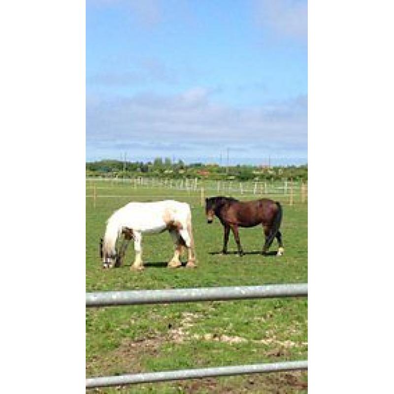 welsh x gelding pony needs loving home