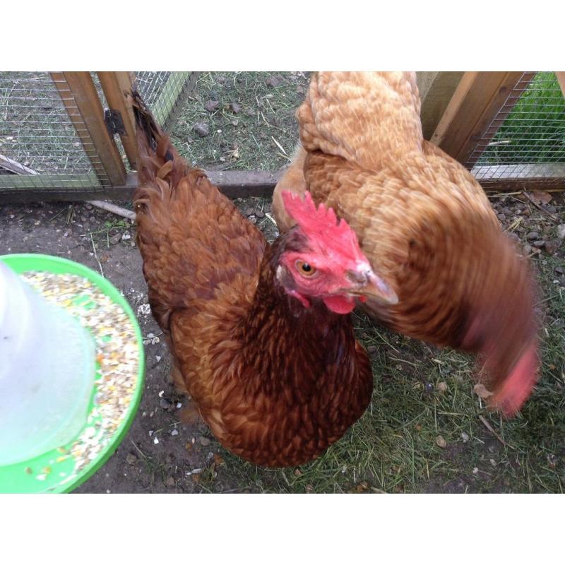 3 chickens and coop free to good home