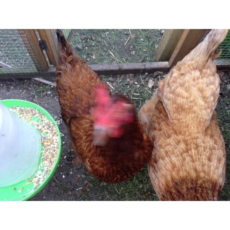 3 chickens and coop free to good home