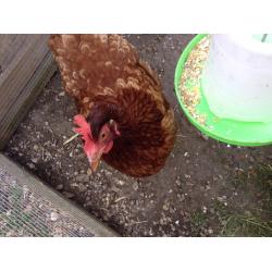3 chickens and coop free to good home