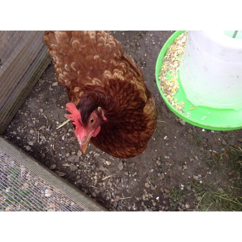 3 chickens and coop free to good home