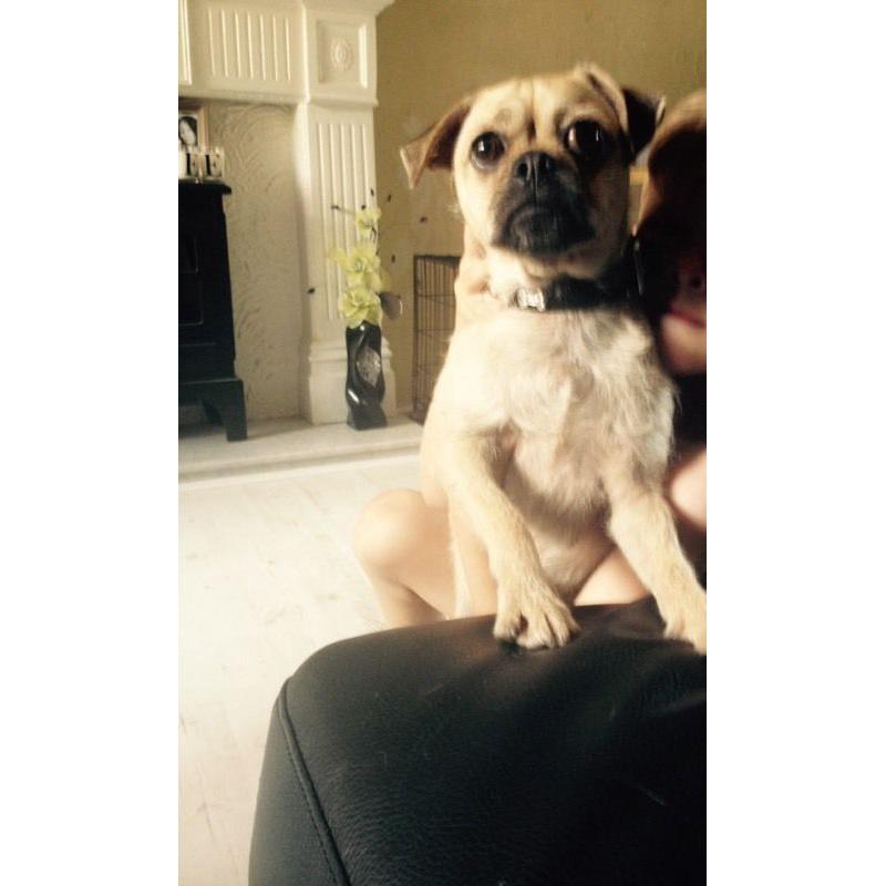 Pug x
