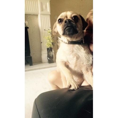 Pug x