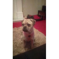 Pug x