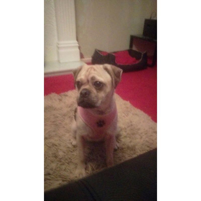 Pug x