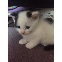 Beautiful kittens for sale!