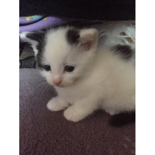Beautiful kittens for sale!