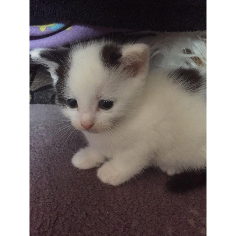 Beautiful kittens for sale!