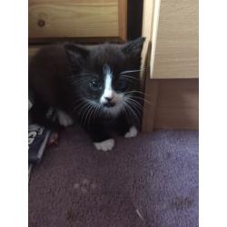 Beautiful kittens for sale!